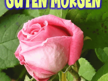 Guten Morgen